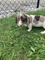 Akc Smoke, a male Miniature Dachshund for sale in Decatur, IN – 5 of 6