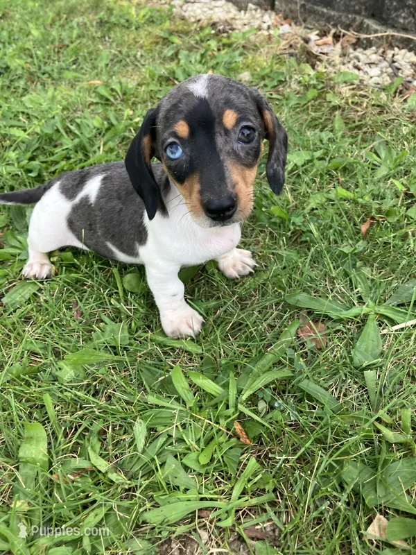 Akc Debra – Miniature Dachshund puppy for sale in Decatur, IN