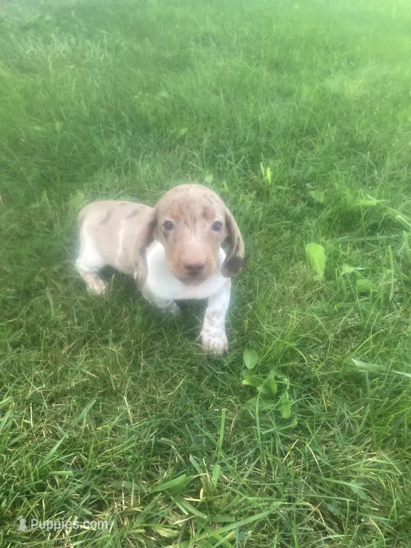 Akc Jill – Miniature Dachshund puppy for sale in Decatur, IN