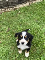 Akc Melissa, a female Bernese Mountain Dog for sale in Decatur, IN – 3 of 6