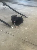 Pete, a male Pomeranian for sale in Decatur, IN – 6 of 7