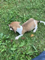 Akc Sparky, a male Miniature Dachshund for sale in Decatur, IN – 3 of 4