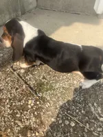 Liam, a male Basset Hound for sale in Decatur, IN – 3 of 4