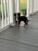 Akc Dan , a female Bernese Mountain Dog for sale in Decatur, IN – 5 of 6