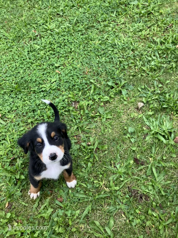 Akc Rover – Bernese Mountain Dog puppy for sale in Decatur, IN