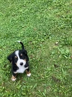 Akc Rover, a male Bernese Mountain Dog for sale in Decatur, IN – 1 of 4