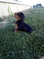 Reba, a female Yorkshire Terrier for sale in Decatur, IN – 2 of 6