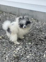Akc Cutie, a male Pomeranian for sale in Decatur, IN – 4 of 6