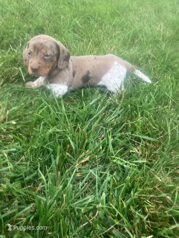 Akc Jenny – Miniature Dachshund puppy for sale in Decatur, IN