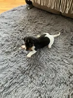 Akc Mina, a female Miniature Dachshund for sale in Decatur, IN – 2 of 4