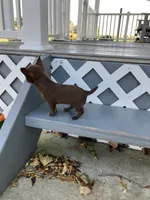 Tina, a female Chihuahua for sale in Decatur, IN – 4 of 6