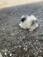 Akc Cutie, a male Pomeranian for sale in Decatur, IN – 3 of 6