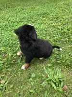 Akc Rover, a male Bernese Mountain Dog for sale in Decatur, IN – 2 of 4