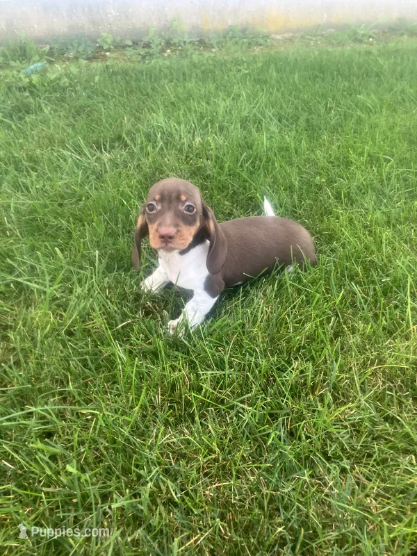 Akc Lisa – Miniature Dachshund puppy for sale in Decatur, IN
