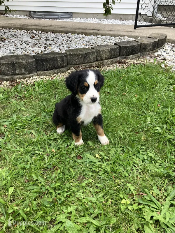 Akc Ranger – Bernese Mountain Dog puppy for sale in Decatur, IN