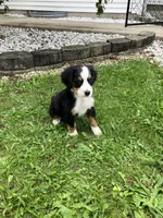 Akc Ranger, a male Bernese Mountain Dog for sale in Decatur, IN – 1 of 5