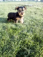 Rover, a female Yorkshire Terrier for sale in Decatur, IN – 5 of 5
