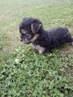 Rachel, a female Yorkshire Terrier for sale in Decatur, IN – 5 of 6
