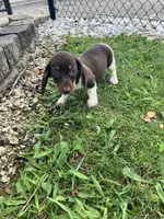 Akc Rhonda, a female Miniature Dachshund for sale in Decatur, IN – 5 of 6