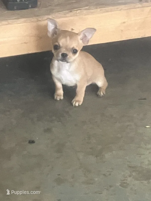 Akc Willis  – Chihuahua puppy for sale in Decatur, IN