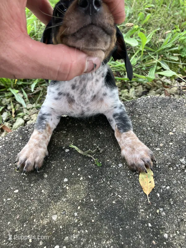 Akc Jack – Miniature Dachshund puppy for sale in Decatur, IN