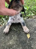 Akc Jack, a male Miniature Dachshund for sale in Decatur, IN – 1 of 5