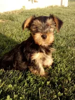 Rover, a female Yorkshire Terrier for sale in Decatur, IN – 4 of 5