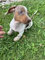 Akc Davon , a male Miniature Dachshund for sale in Decatur, IN – 3 of 6