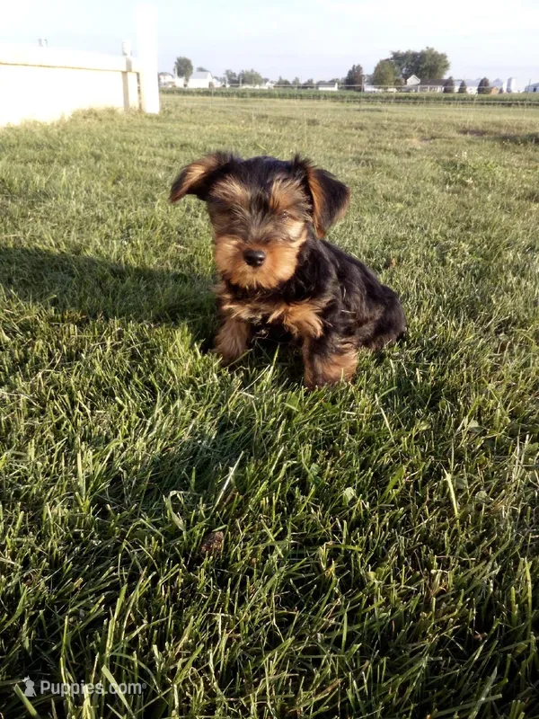 Rover – Yorkshire Terrier puppy for sale in Decatur, IN