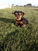 Rover, a female Yorkshire Terrier for sale in Decatur, IN – 1 of 5