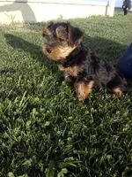 Rover, a female Yorkshire Terrier for sale in Decatur, IN – 2 of 5