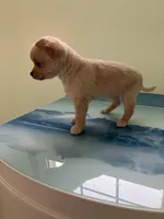 Akc Tinker, a male Chihuahua for sale in Decatur, IN – Photo 3 of 5