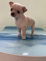 Akc Tinker, a male Chihuahua for sale in Decatur, IN – Photo 2 of 5