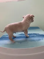 Akc Tinker, a male Chihuahua for sale in Decatur, IN – Photo 4 of 5