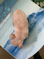 Akc Tinker, a male Chihuahua for sale in Decatur, IN – Photo 5 of 5