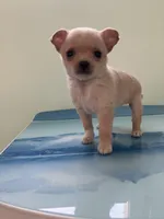 Akc Tinker, a male Chihuahua for sale in Decatur, IN – Photo 1 of 5