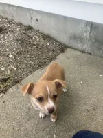 Maria, a female Chihuahua for sale in Decatur, IN – 2 of 5
