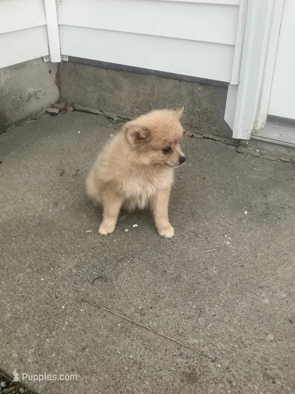 Jon – Pomeranian puppy for sale in Decatur, IN