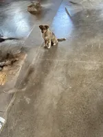 Shelly, a female Shetland Sheepdog and Toy Australian Shepherd for sale in Decatur, IN – Photo 4 of 4