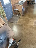 Shelly, a female Shetland Sheepdog and Toy Australian Shepherd for sale in Decatur, IN – Photo 3 of 4