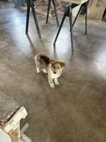 Shelly, a female Shetland Sheepdog and Toy Australian Shepherd for sale in Decatur, IN – Photo 1 of 4