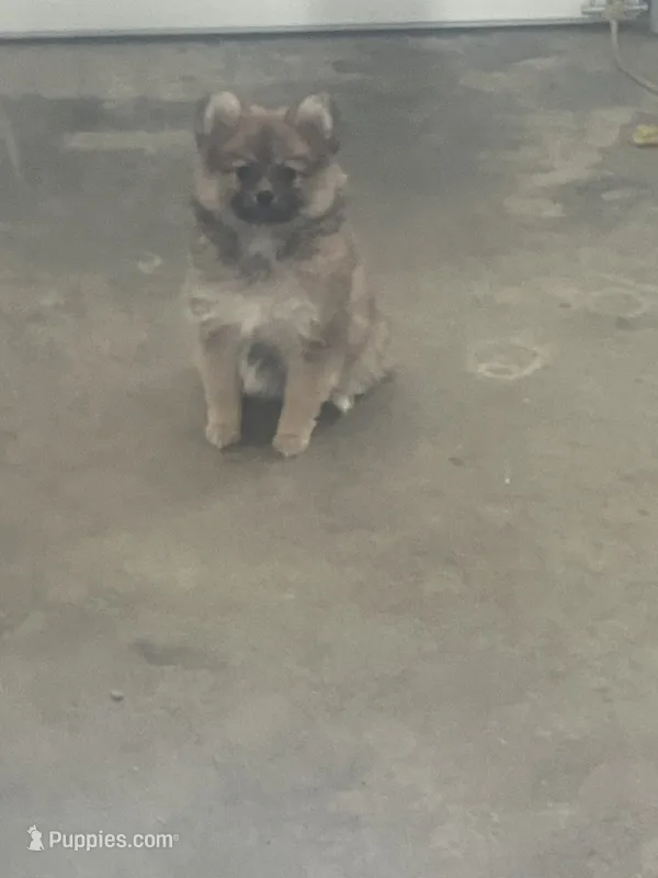 Panda – Pomeranian puppy for sale in Decatur, IN