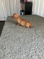 Keven, a female Miniature Dachshund for sale in Decatur, IN – Photo 4 of 4