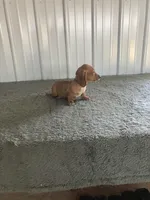 Keven, a female Miniature Dachshund for sale in Decatur, IN – Photo 1 of 4
