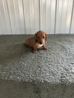 Keven, a female Miniature Dachshund for sale in Decatur, IN – Photo 3 of 4