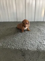 Keven, a female Miniature Dachshund for sale in Decatur, IN – Photo 2 of 4