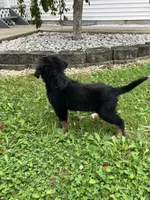 Akc Linda, a female Bernese Mountain Dog for sale in Decatur, IN – 3 of 5