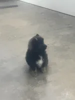 Pete, a male Pomeranian for sale in Decatur, IN – 7 of 7