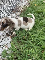 Akc Smoke, a male Miniature Dachshund for sale in Decatur, IN – 3 of 6