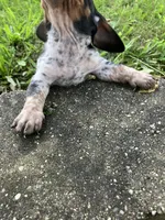Akc Jack, a male Miniature Dachshund for sale in Decatur, IN – 5 of 5